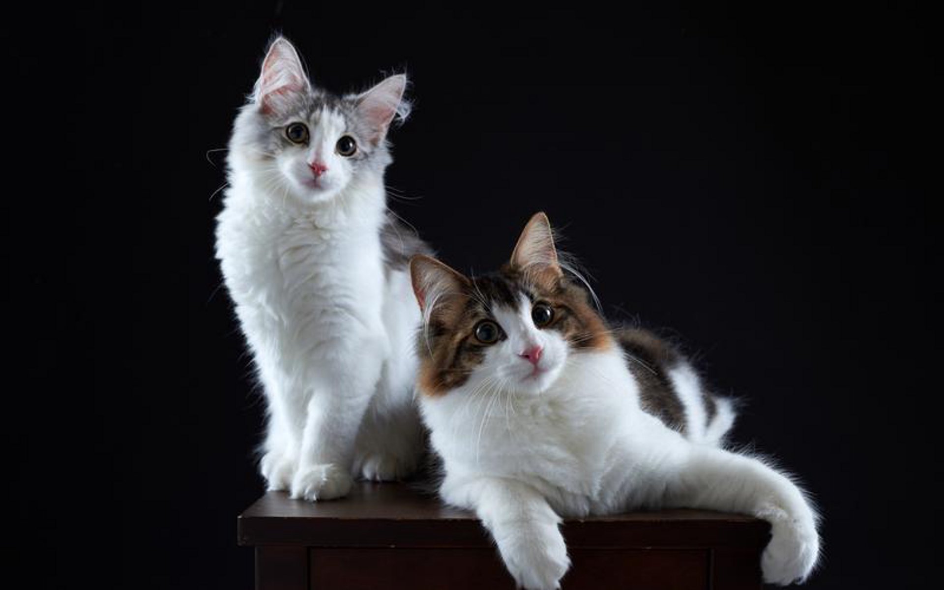 两只猫电商