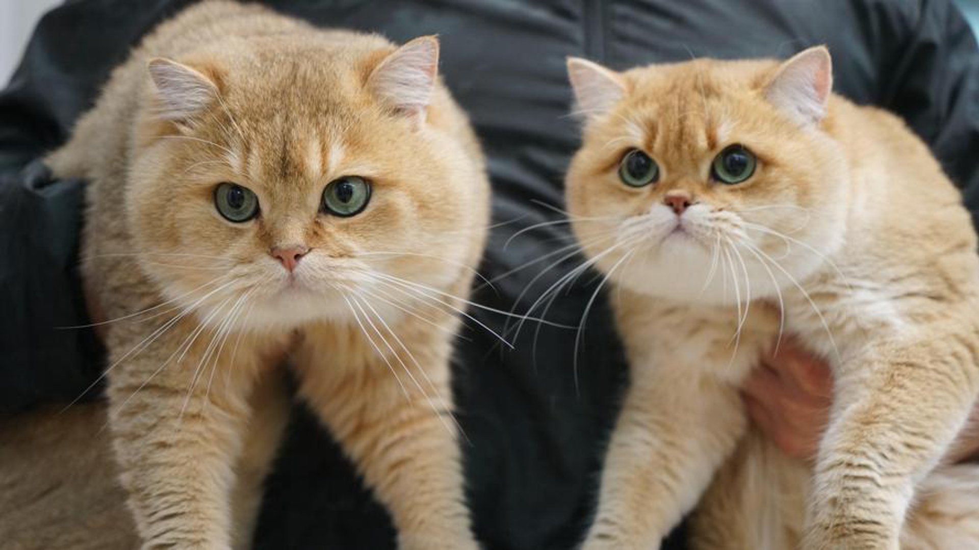两只猫电商